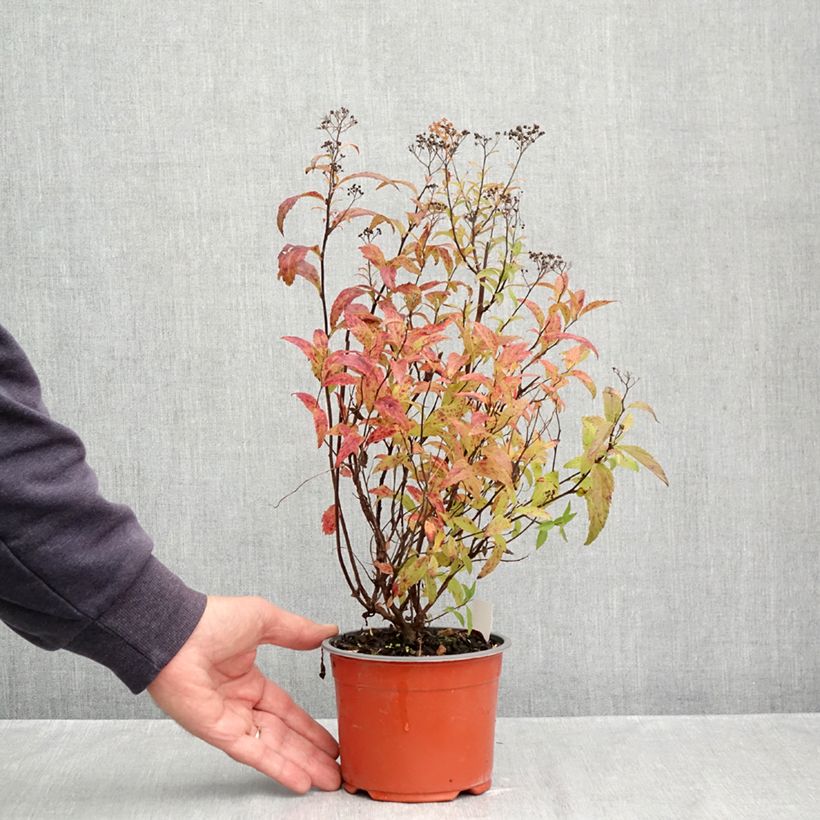 Spécimen de Spirée japonaise - Spiraea japonica Dart's Red Pot de 1L/1,5L tel que livré en automne