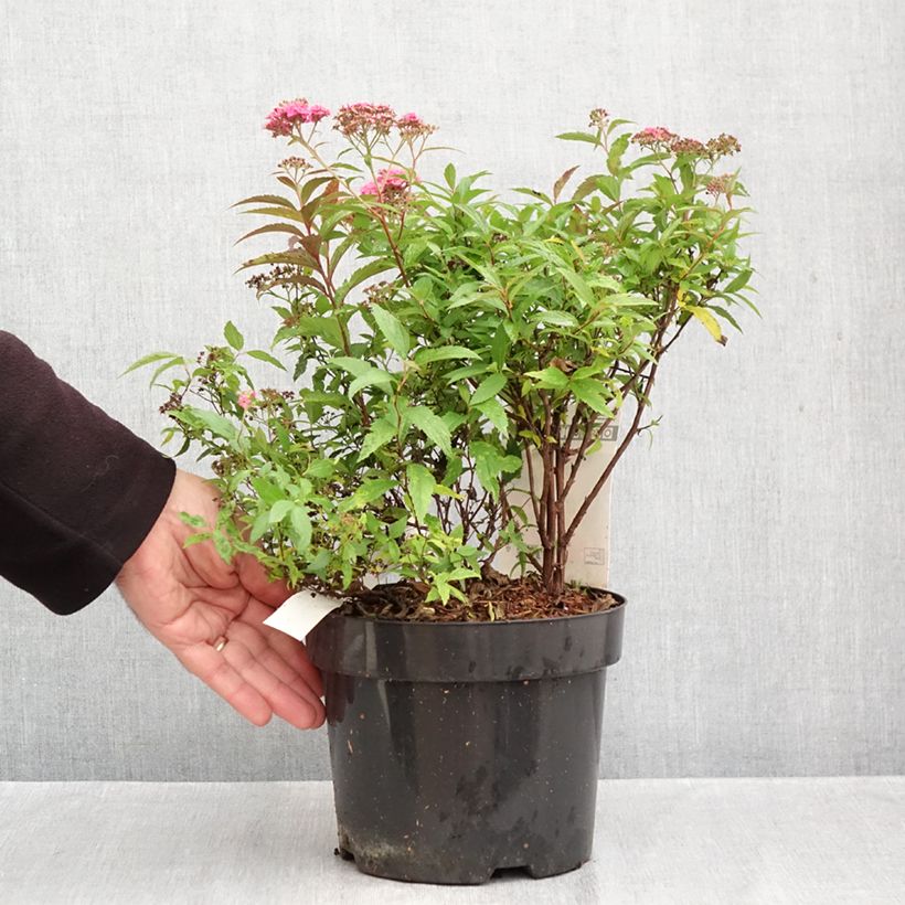 Spécimen de Spirée japonaise - Spiraea japonica Neon Flash Pot de 2L/3L tel que livré en automne