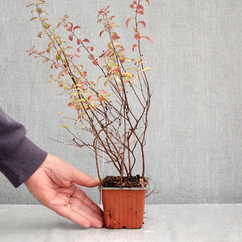 Spécimen de Spirée japonaise - Spiraea nipponica Halward's Silver Godet de 8/9 cm tel que livré en automne