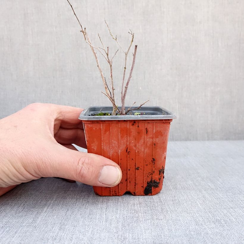 Spécimen de Spirée japonaise - Spiraea nipponica Halward's Silver Godet de 8/9 cm tel que livré en hiver