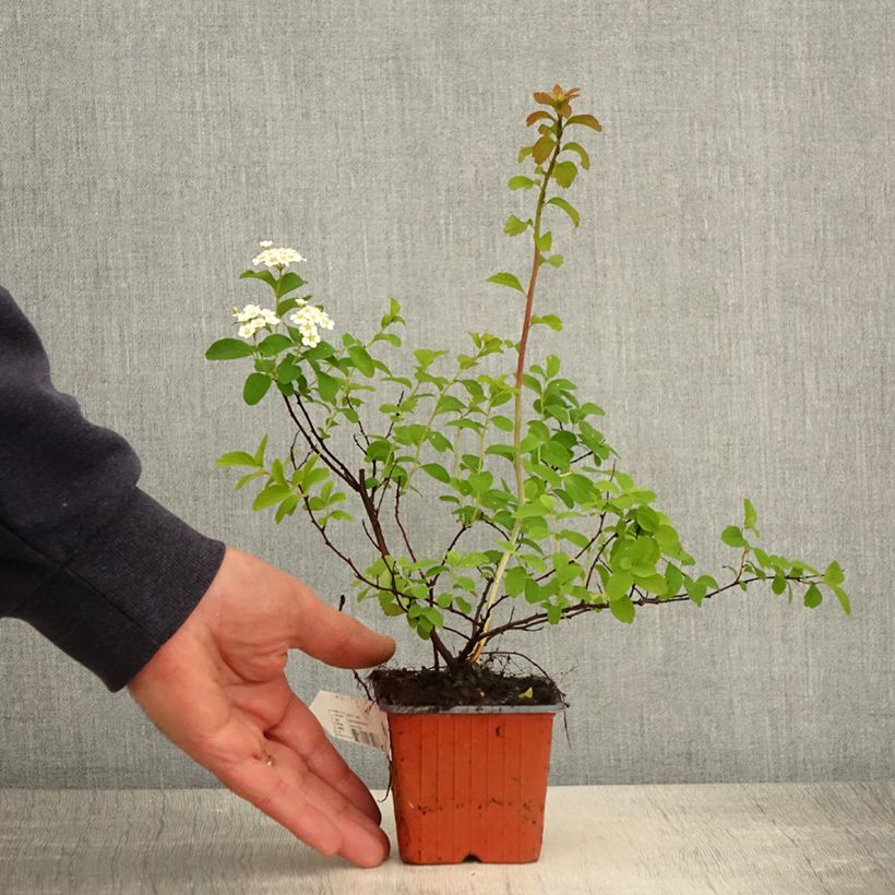 Spécimen de Spirée japonaise - Spiraea nipponica Halward's Silver Godet de 8/9 cm tel que livré au printemps