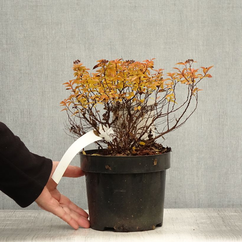 Spécimen de Spirée japonaise Zen'Spirit Caramel Pot de 3L/4L tel que livré en automne