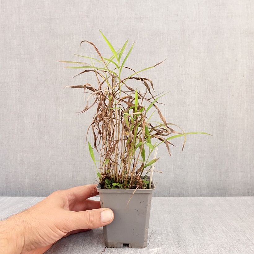 Spécimen de Spodiopogon sibericus Godet de 8/9 cm tel que livré en automne