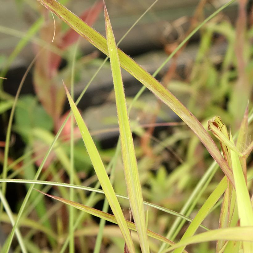 Spodiopogon sibericus (Feuillage)