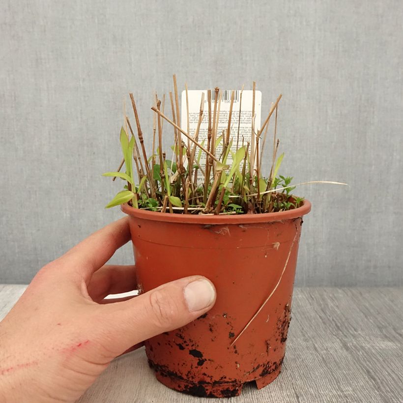 Spécimen de Spodiopogon sibiricus West Lake - Graminée d'ornement Pot de 1L/1,5L tel que livré au printemps