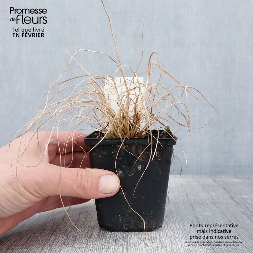 Spécimen de Sporobolus heterolepis Cloud - Graminée Sporobole à glumes inégales Godet de 8/9 cm tel que livré en hiver