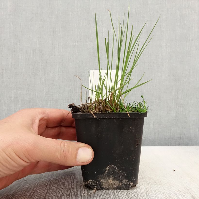 Amostra de Sporobolus heterolepis Cloud Vaso de 8/9 cm tal como entregue na primavera