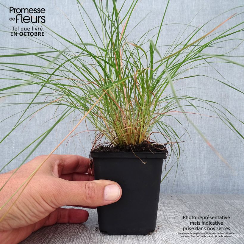Spécimen de Sporobolus heterolepis - Sporobole à glumes inégales Godet de 8/9 cm tel que livré en automne