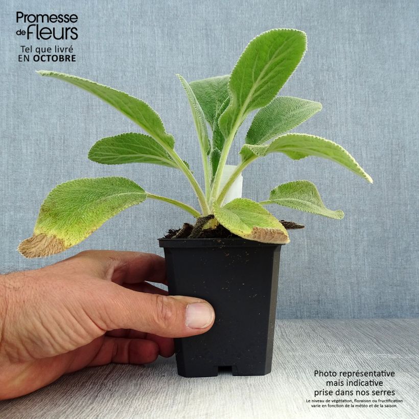 Spécimen de Stachys byzantina Big Ears - Oreille d'ours Godet de 8/9 cm tel que livré en automne