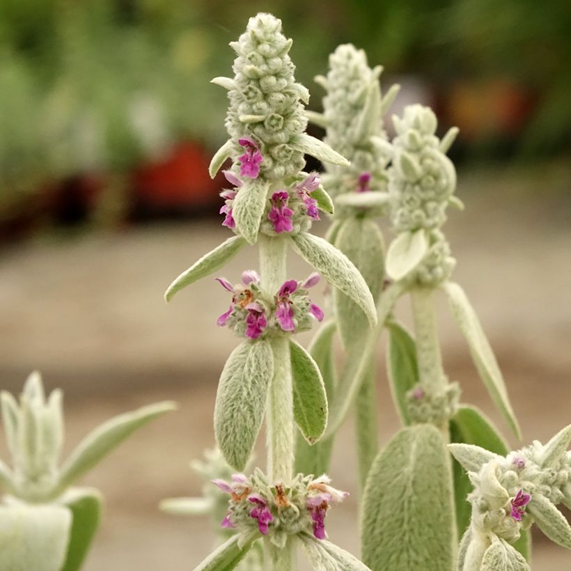 Stachys byzantina Big Ears - Oreille d'ours (Floraison)