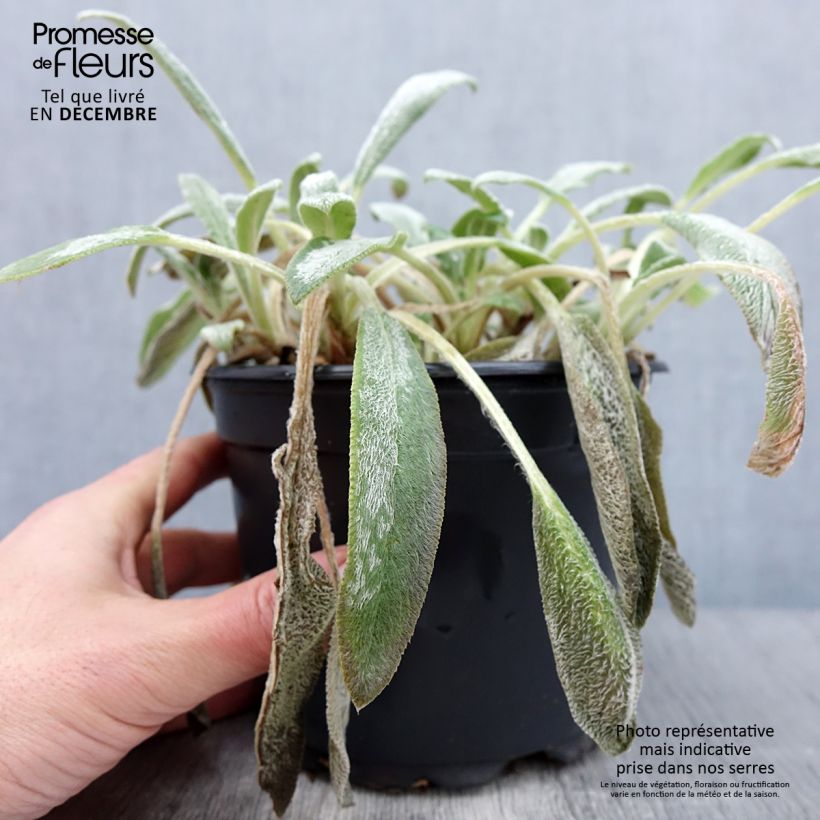 Spécimen de Stachys byzantina - Oreilles d'ours Pot de 2L/3L tel que livré en automne
