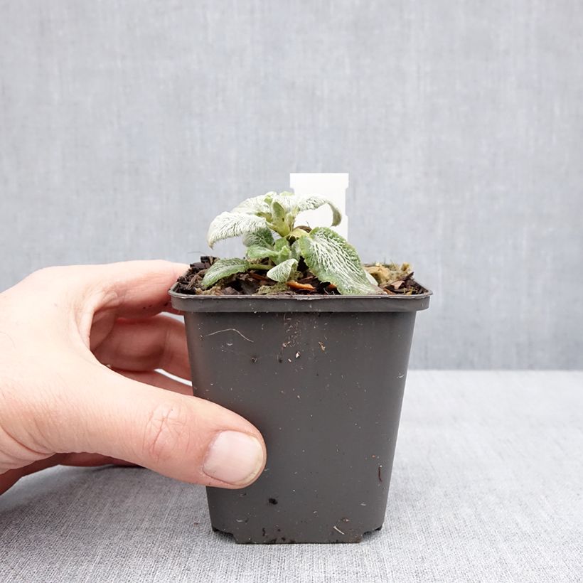 Spécimen de Stachys byzantina Silver Carpet - Oreille d'ours Godet de 8/9 cm tel que livré en hiver