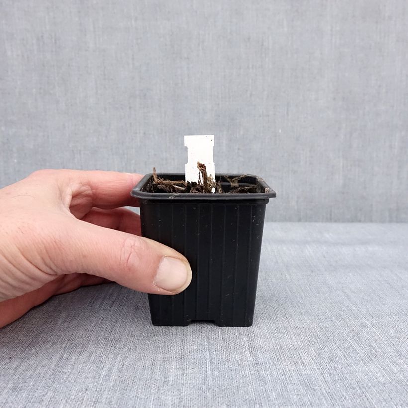 Spécimen de Stachys coccinea - Epiaire rouge Godet de 8/9 cm tel que livré en hiver