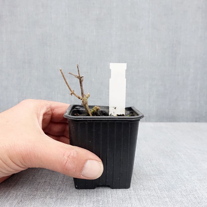 Spécimen de Stachys coccinea - Epiaire rouge Godet de 8/9 cm tel que livré au printemps