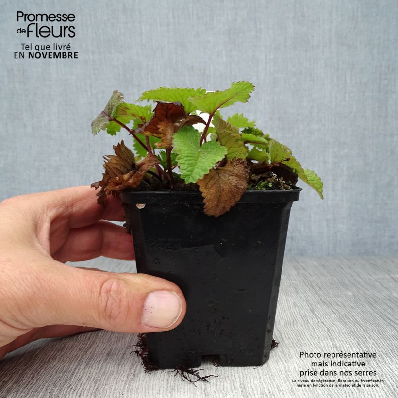 Spécimen de Stachys grandiflora Superba Godet de 8/9 cm tel que livré en automne