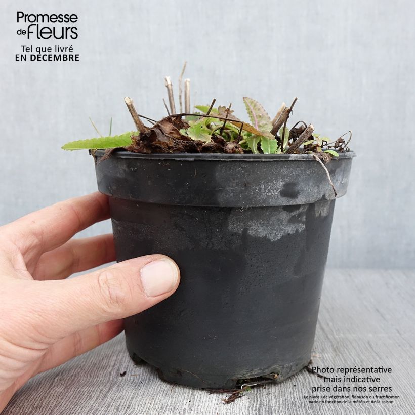 Spécimen de Stachys monieri Hummelo - Epiaire Pot de 2L/3L tel que livré en automne