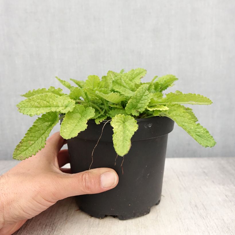 Spécimen de Stachys monieri Hummelo - Epiaire Pot de 2L/3L tel que livré au printemps