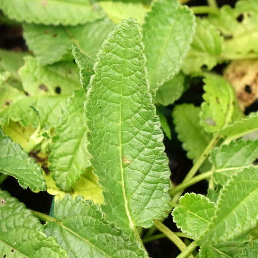 Stachys officinalis Alba - Bétoine officinale (Feuillage)