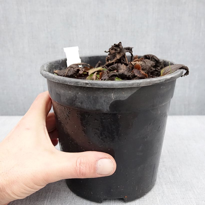 Spécimen de Stachys officinalis Pink Cotton Candy - Bétoine officinale Pot de 2L/3L tel que livré en hiver