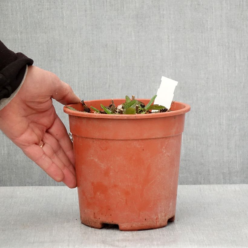 Spécimen de Stachys officinalis Pink Cotton Candy - Bétoine officinale Pot de 2L/3L tel que livré au printemps