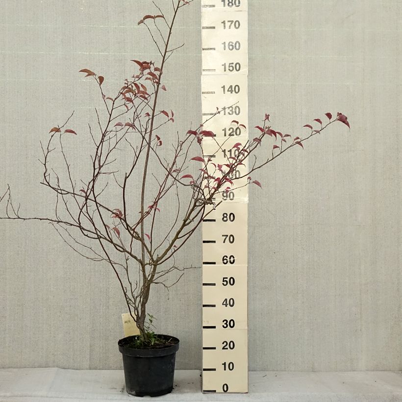 Spécimen de Stachyurus chinensis Celina Pot de 7,5L/10L tel que livré en automne