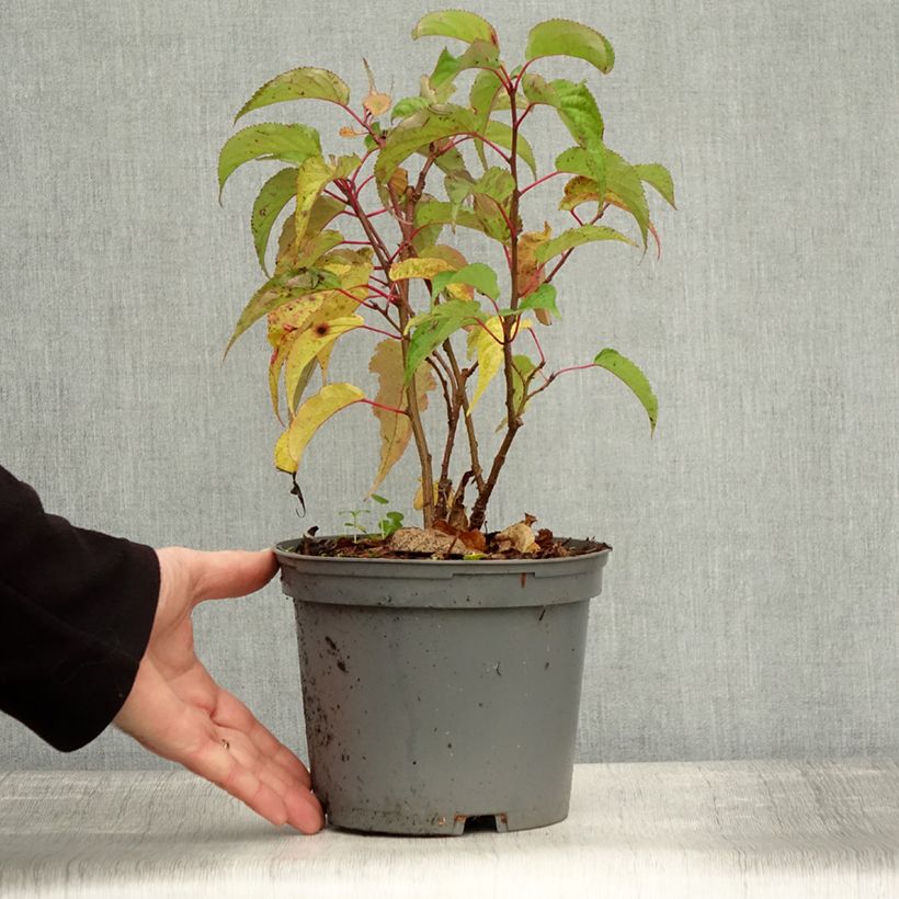 Spécimen de Stachyurus praecox Pot de 2L/3L tel que livré en automne