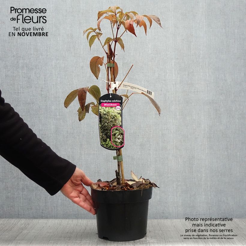 Spécimen de Staphylea colchica Black Beauty - Faux pistachier Pot de 4L/5L tel que livré en automne