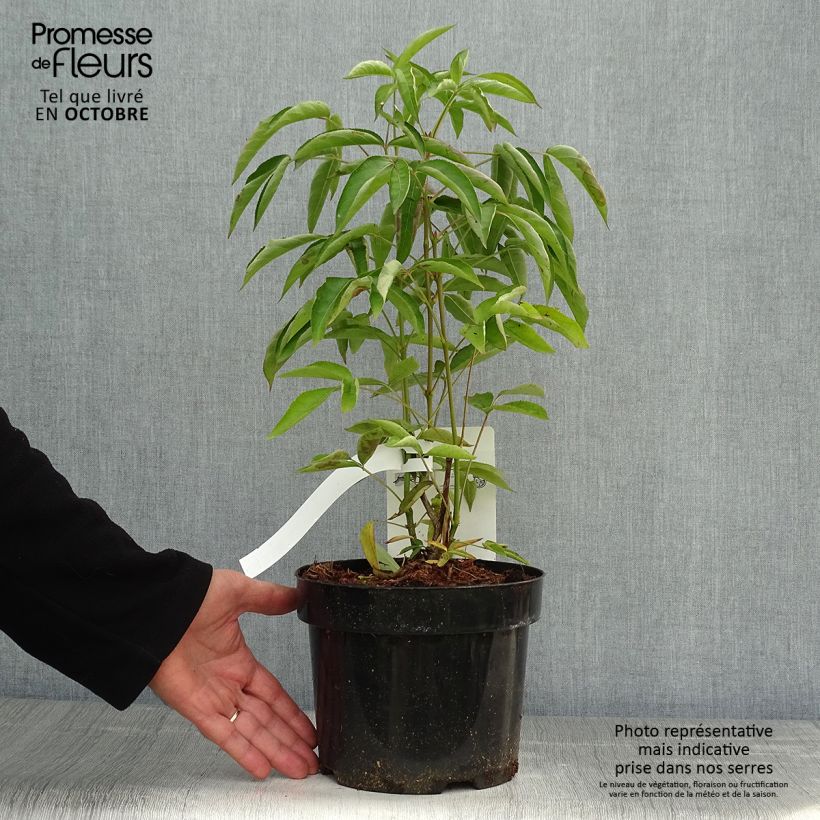 Spécimen de Staphylea colchica - Faux pistachier Pot de 3L/4L tel que livré en automne