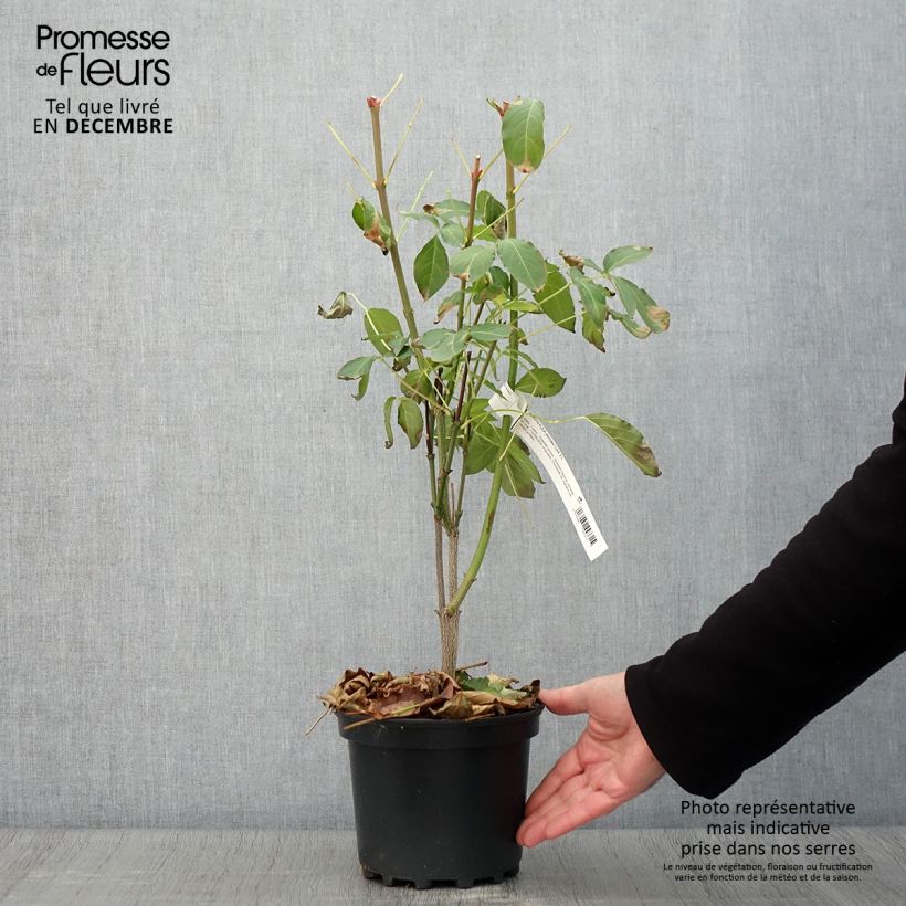 Spécimen de Staphylea pinnata - Faux pistachier Pot de 3L/4L tel que livré en automne