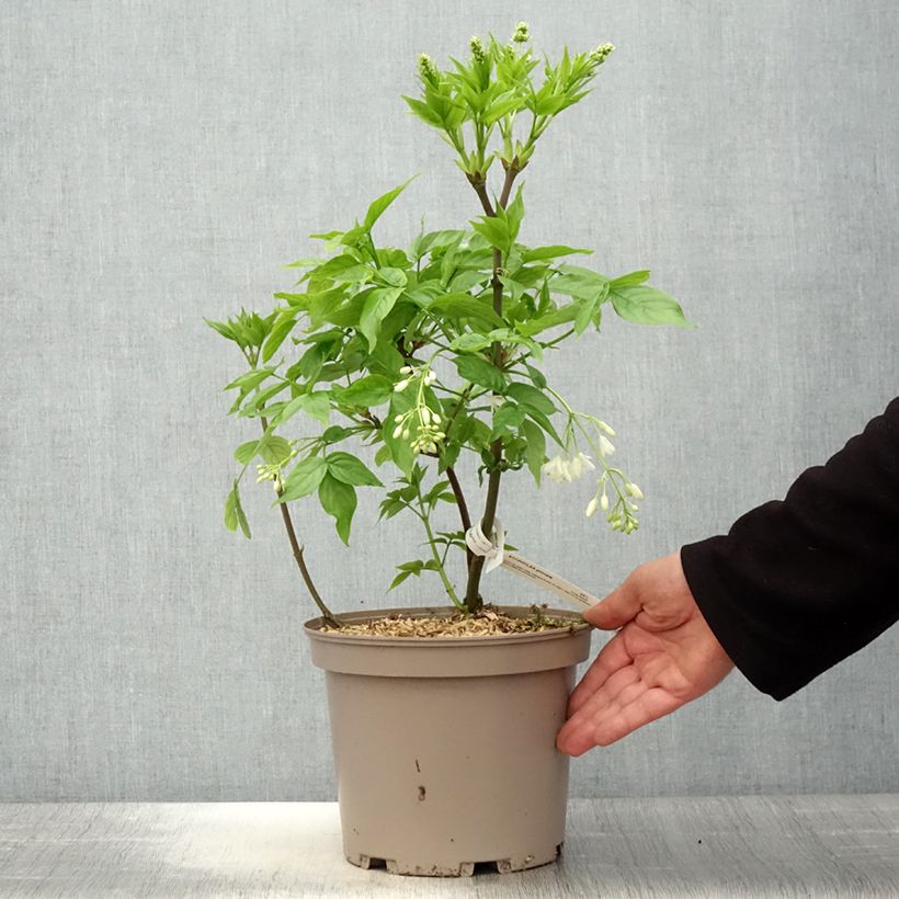 Spécimen de Staphylea pinnata - Faux pistachier Pot de 3L/4L tel que livré au printemps