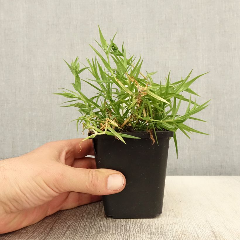 Stellaria holostea - Centocchio garofanina Vasetto da 8/9 cm esemplare consegnato in primavera