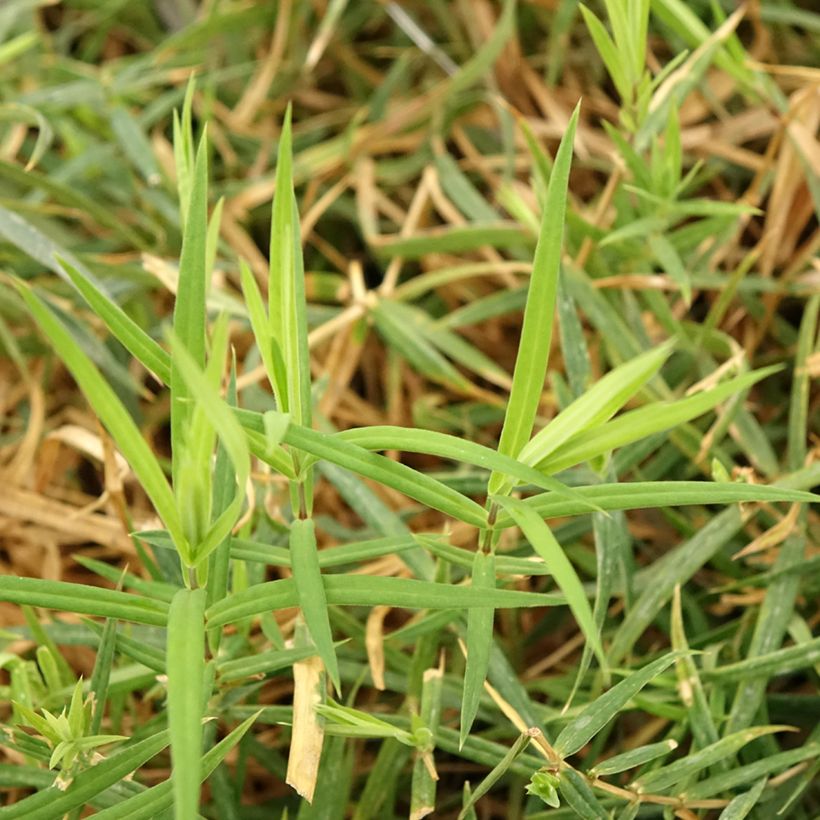 Stellaria (Rabelera) holostea - Stellaire holostée (Feuillage)