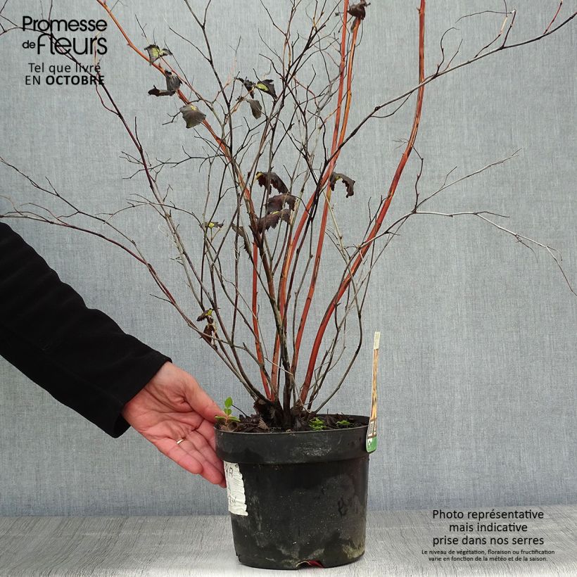 Spécimen de Stephanandra tanakae Pot de 3L/4L tel que livré en automne