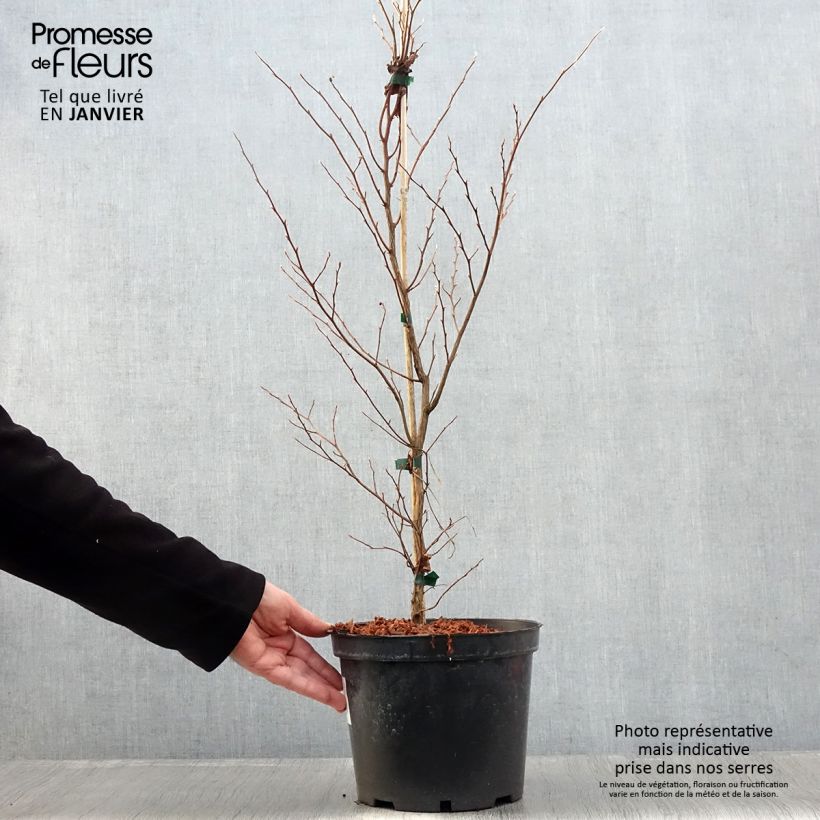 Spécimen de Stewartia monadelpha  Pot de 4L/5L tel que livré en hiver