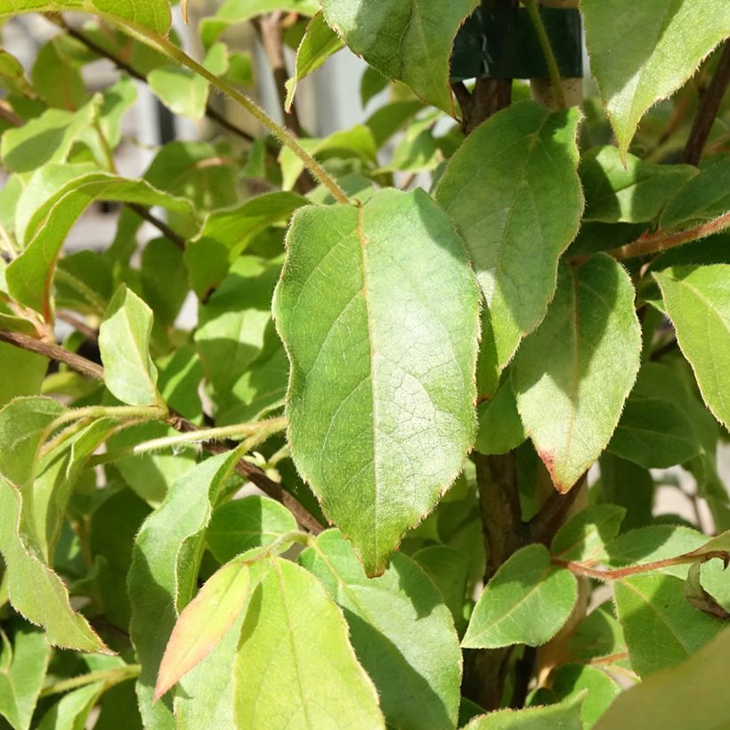 Stewartia monadelpha (Feuillage)