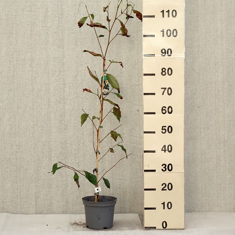 Spécimen de Stewartia pseudocamellia - Stuartie Pot de 3L/4L tel que livré en automne