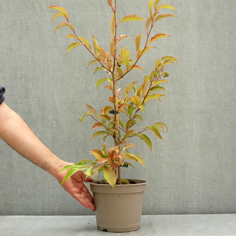 Spécimen de Stewartia rostrata - Stuartie Pot de 4L/5L tel que livré en été