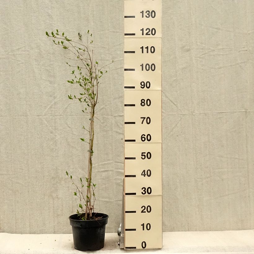 Spécimen de Stewartia rostrata - Stuartie Pot de 4L/5L tel que livré au printemps