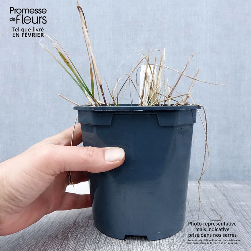 Spécimen de Stipa calamagrostis - Achnaterum Pot de 2L/3L tel que livré en hiver