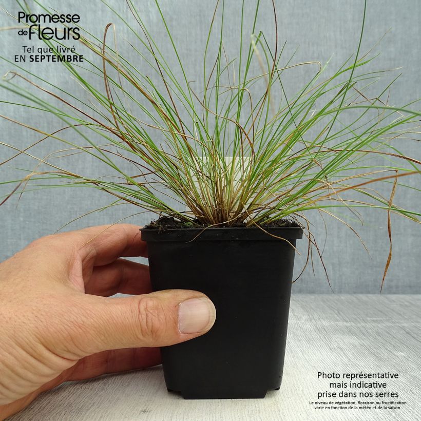 Spécimen de Stipa capillata - Stipe capillaire Godet de 8/9 cm tel que livré en automne