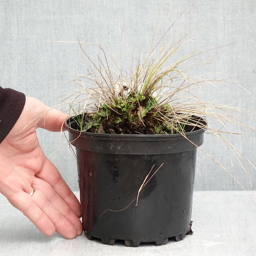 Spécimen de Stipa capillata - Stipe capillaire Pot de 2L/3L tel que livré en automne