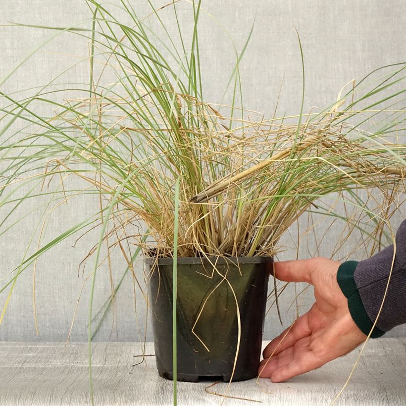Spécimen de Stipa gigantea - Stipe géante Pot de 2L/3L tel que livré en automne