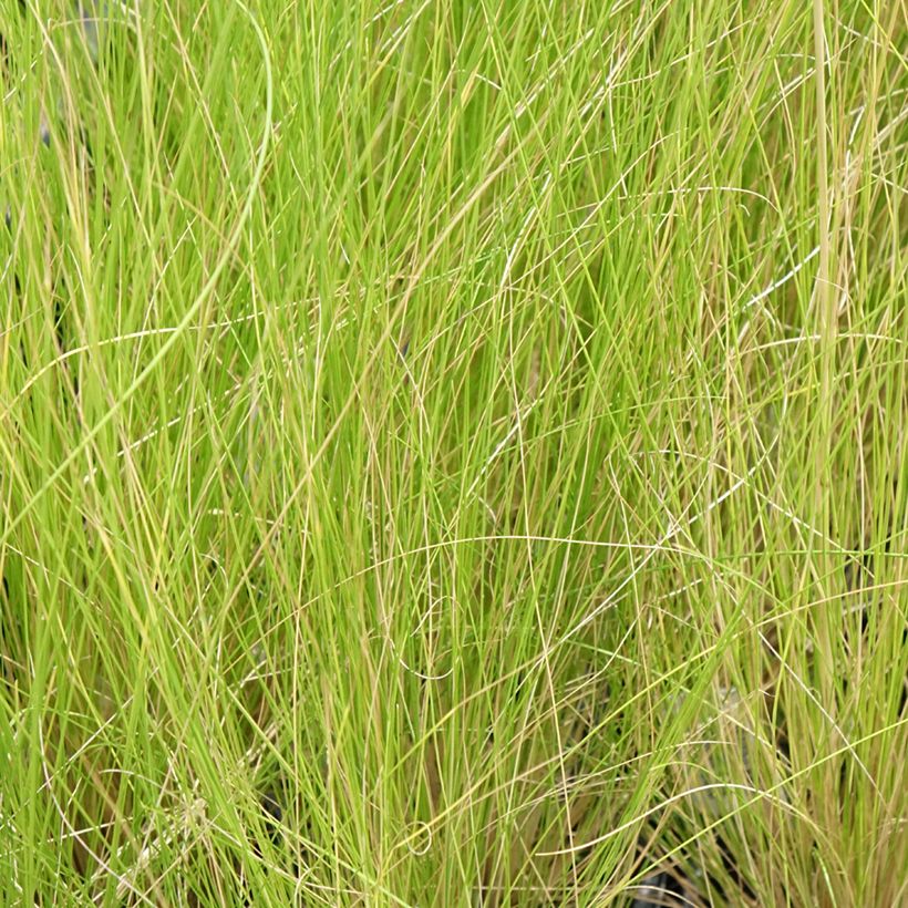 Stipa ichu - Jarava ichu (Feuillage)