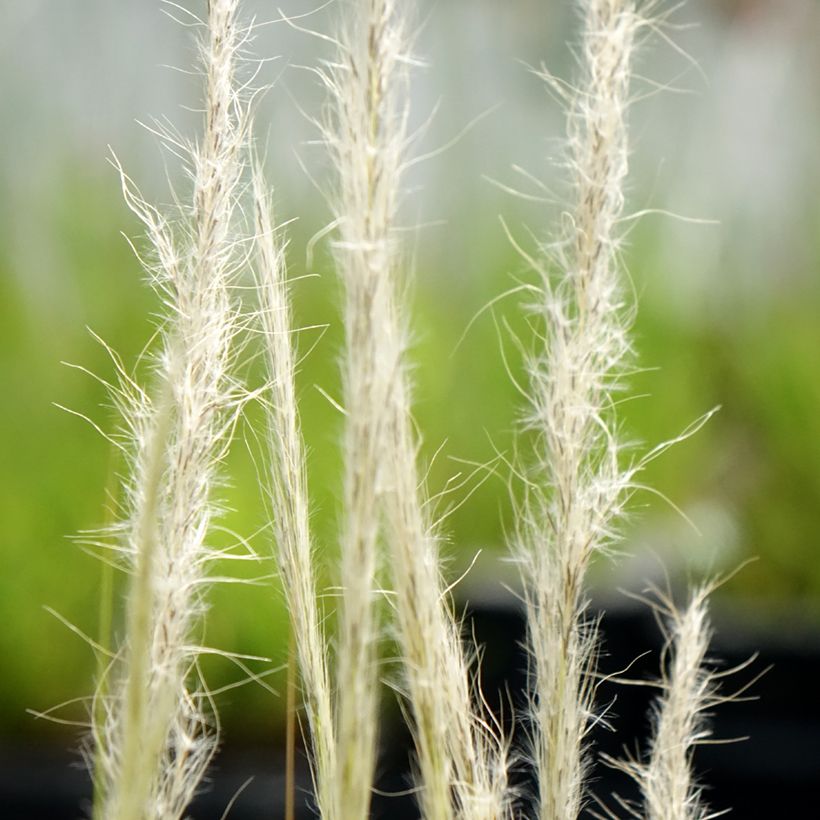 Stipa ichu - Jarava ichu (Floraison)