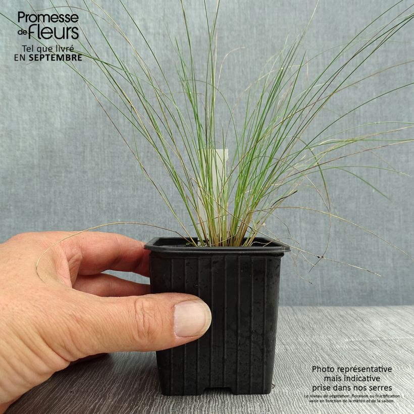 Spécimen de Stipa pennata Godet de 8/9 cm tel que livré en automne