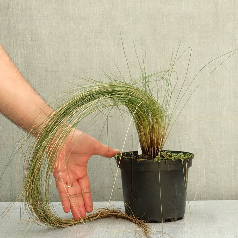 Spécimen de Stipa pennata - Stipe pennée Pot de 2L/3L tel que livré en été
