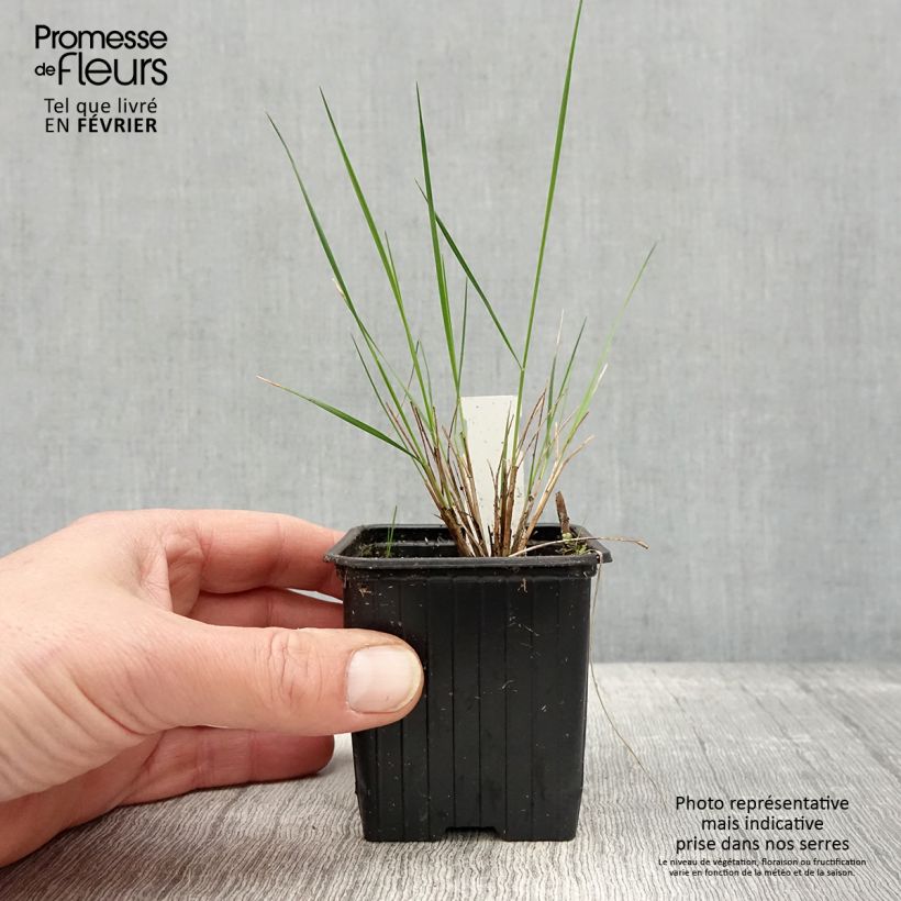Spécimen de Stipa pulcherrima - Stipe admirable Godet de 8/9 cm tel que livré en hiver