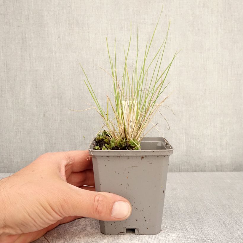 Spécimen de Stipa splendens - Achnaterum Godet de 8/9 cm tel que livré au printemps