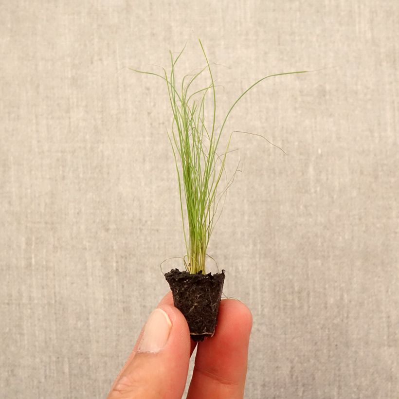 Spécimen de Stipa tenuifolia - Cheveux d'ange Pony Tails Mini-motte Ø 1,5/2,5 cm tel que livré en automne