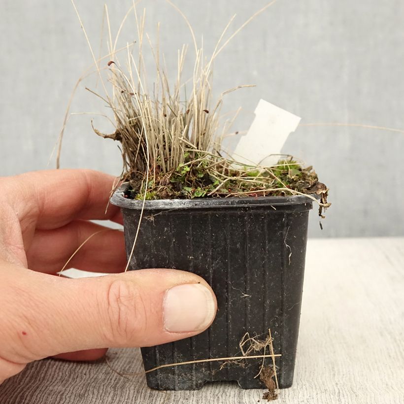 Stipa trichotoma Palomino 8/9 cm pot sample as delivered in spring